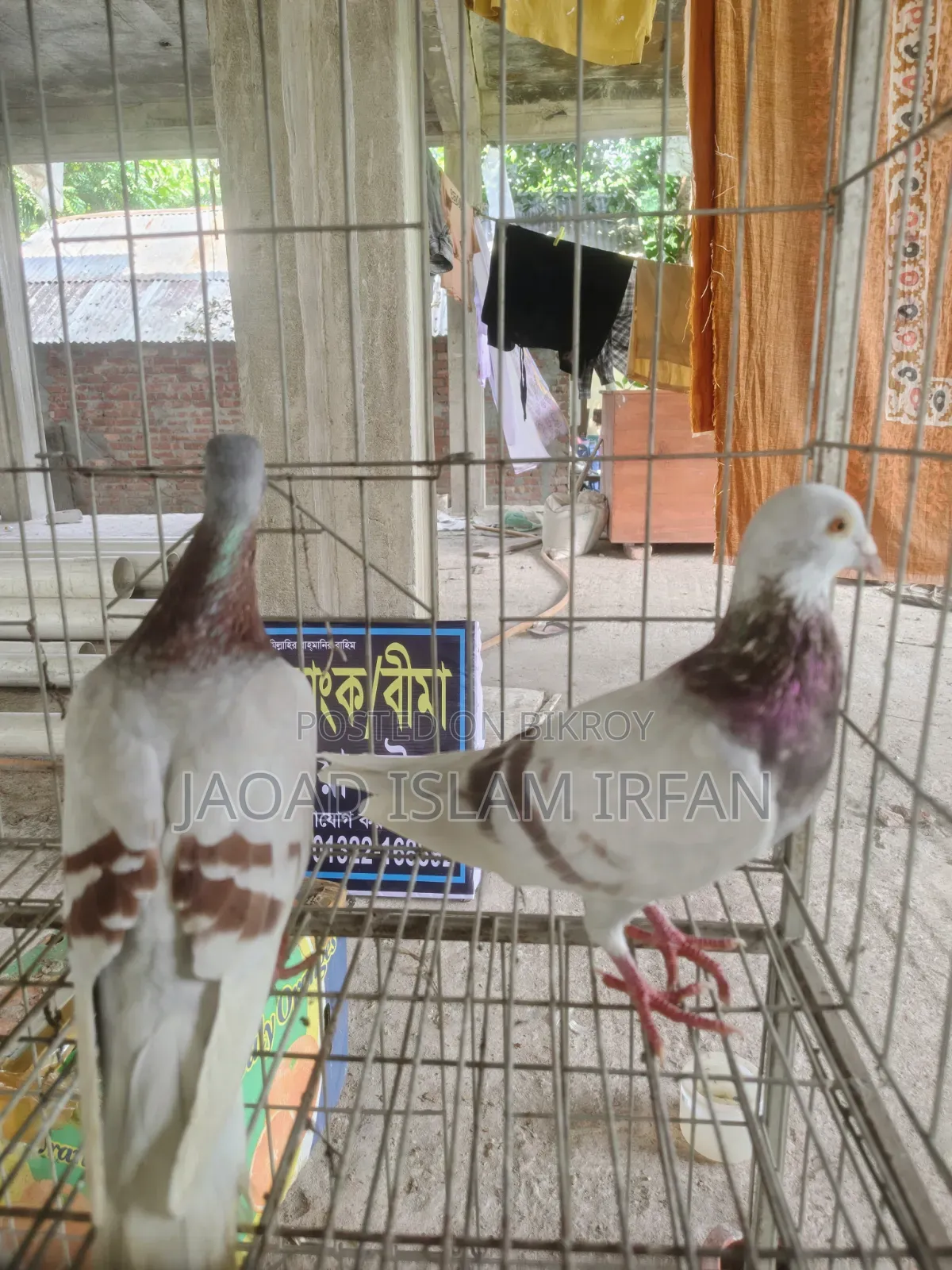 Sell Doel Pigeon