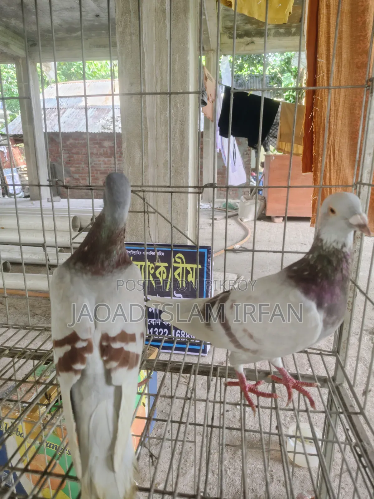 Sell Doel Pigeon