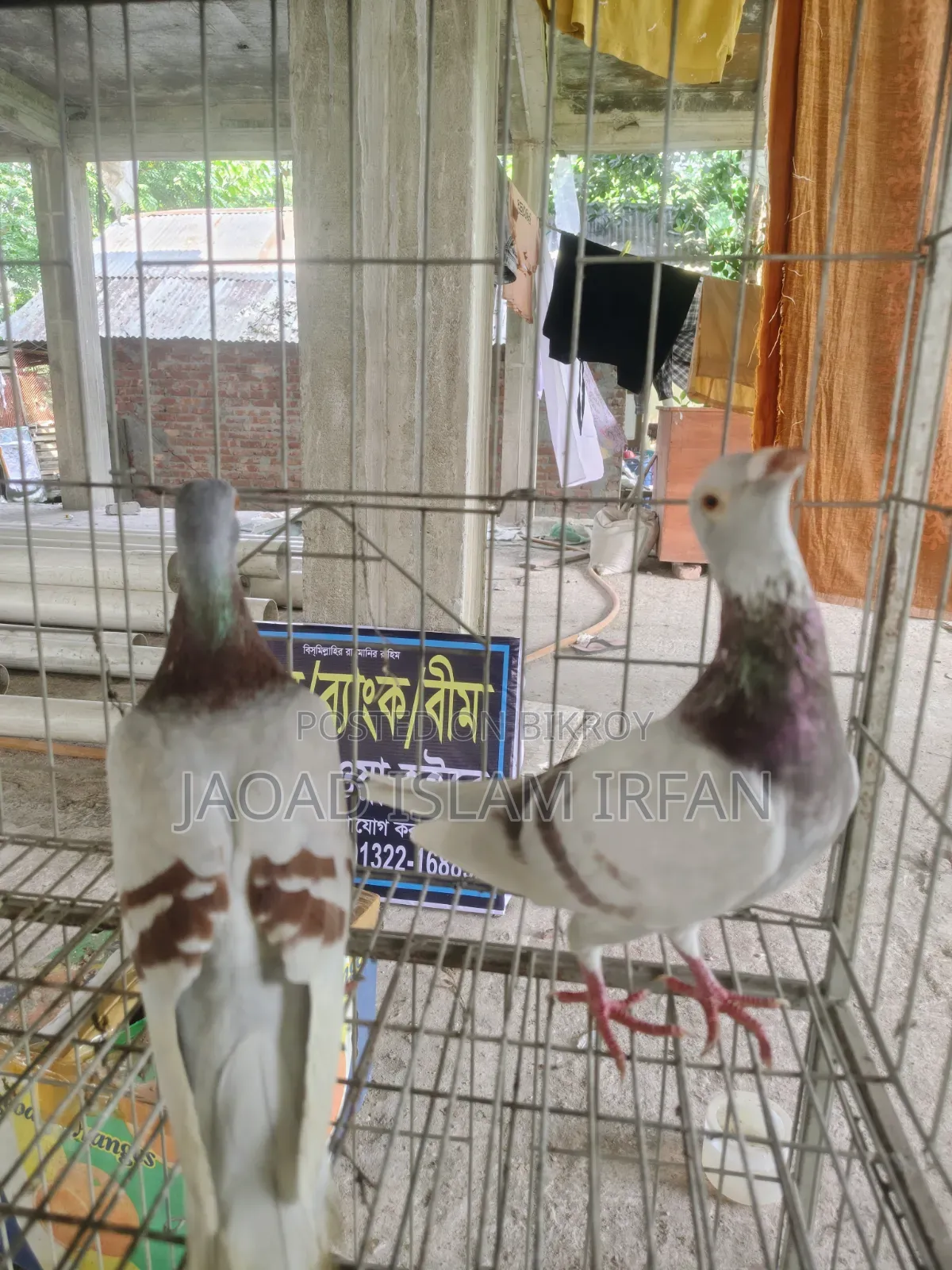Sell Doel Pigeon