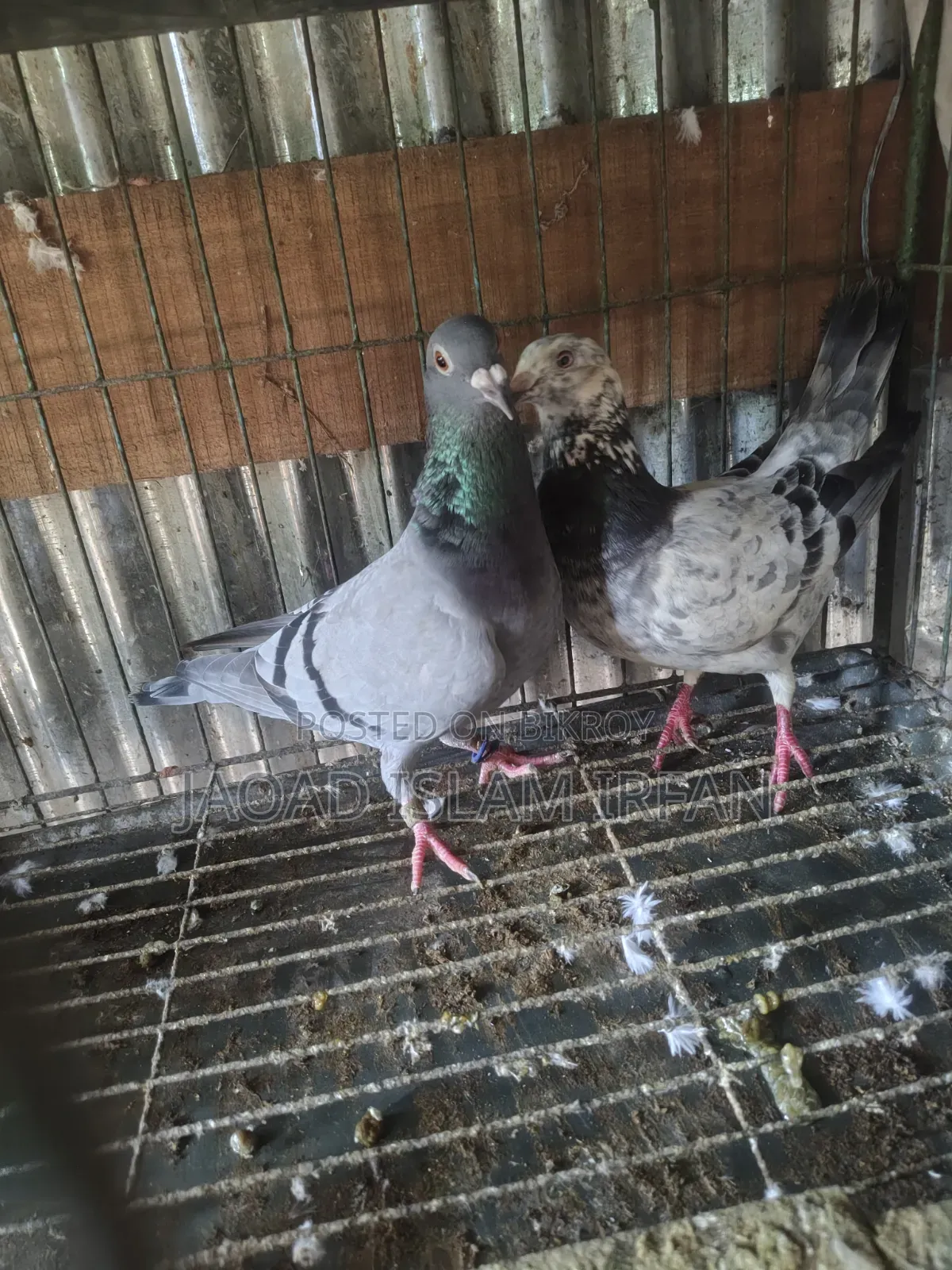 Sell Doel Pigeon