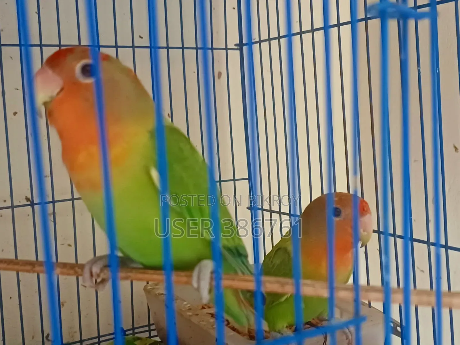 লাভ বার্ড বিক্রি করা হবে।