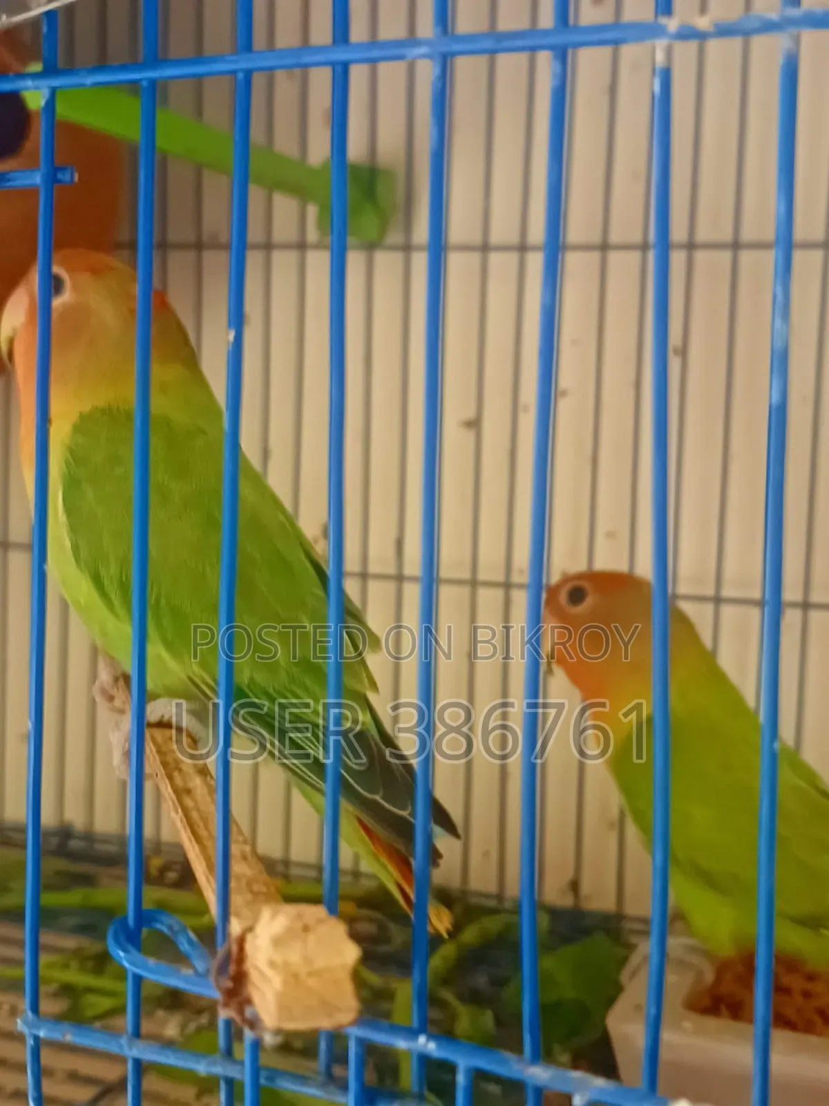 লাভ বার্ড বিক্রি করা হবে।