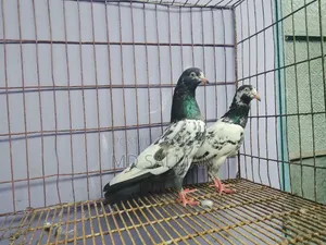 Oman Taddy New Adult Pair