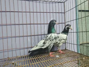ওমান ট্যাডি নিউ এডাল্ট পেয়ার