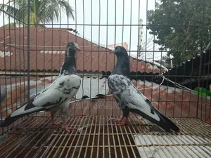 ওমান ট্যাডি নিউ এডাল্ট পেয়ার