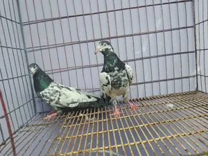 ওমান ট্যাডি নিউ এডাল্ট পেয়ার