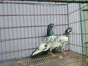 ওমান ট্যাডি নিউ এডাল্ট পেয়ার