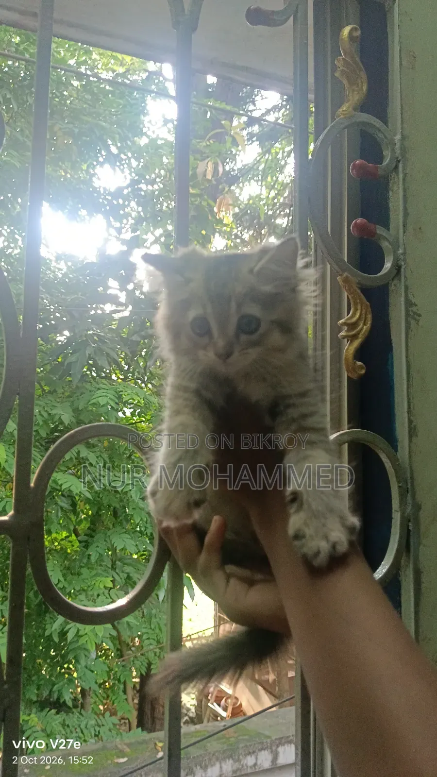 1-3 months Male Purebred Persian