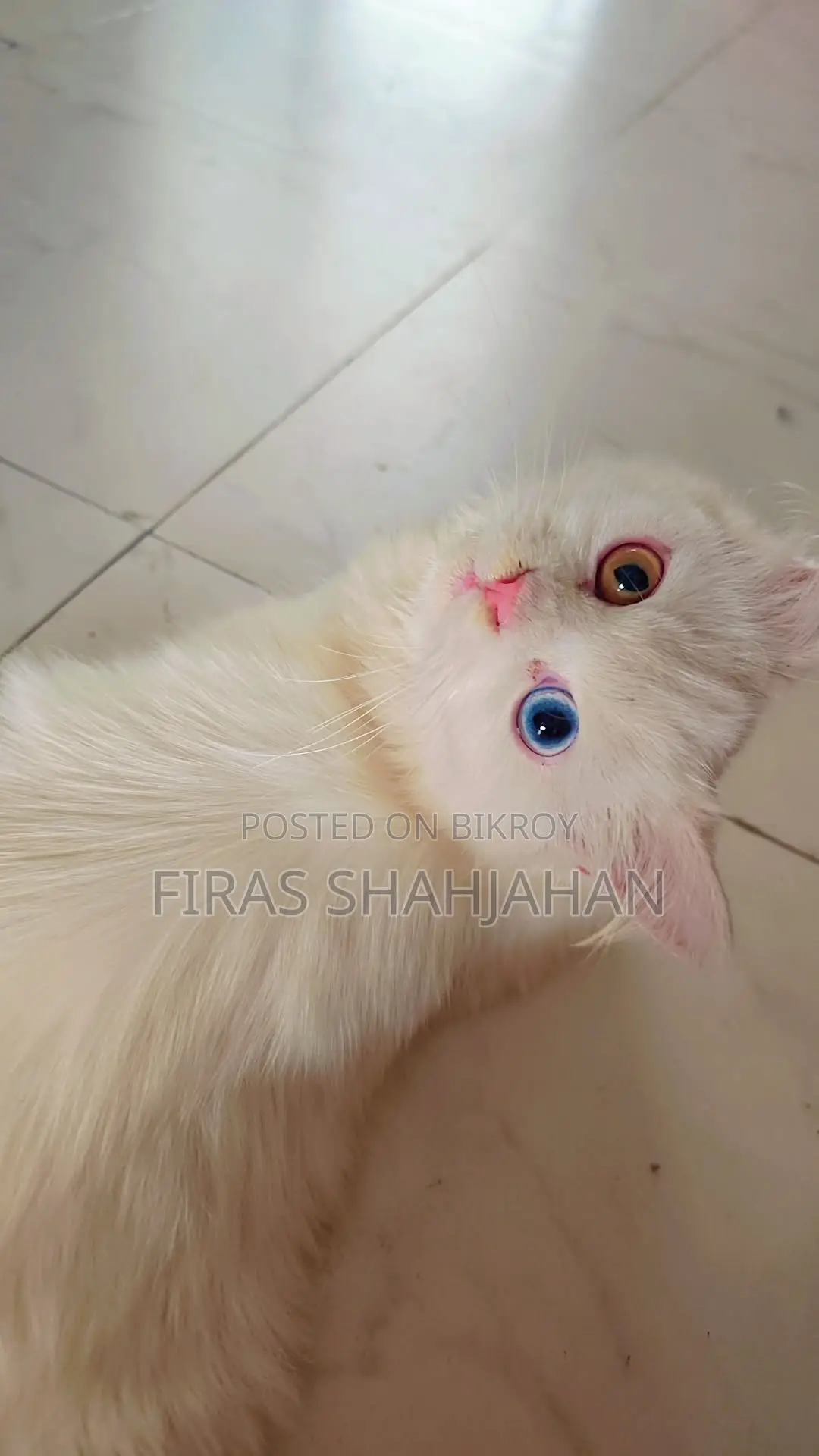 3-6 Months Female Purebred Persian