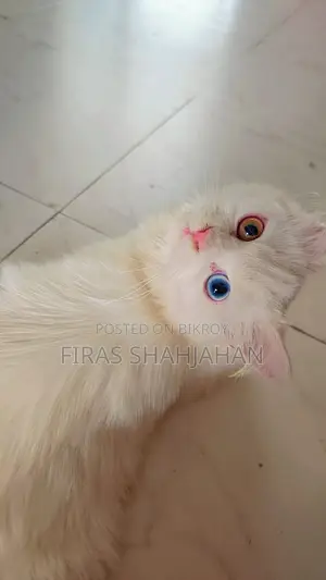3-6 Months Female Purebred Persian