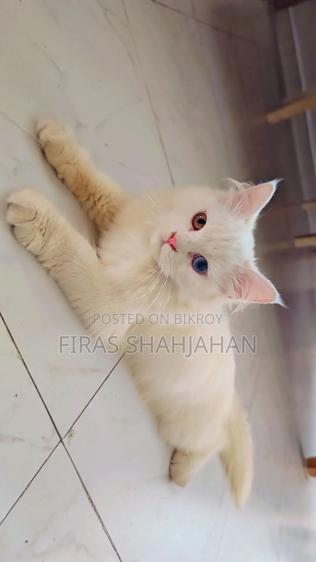 3-6 Months Female Purebred Persian