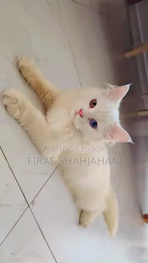 3-6 Months Female Purebred Persian