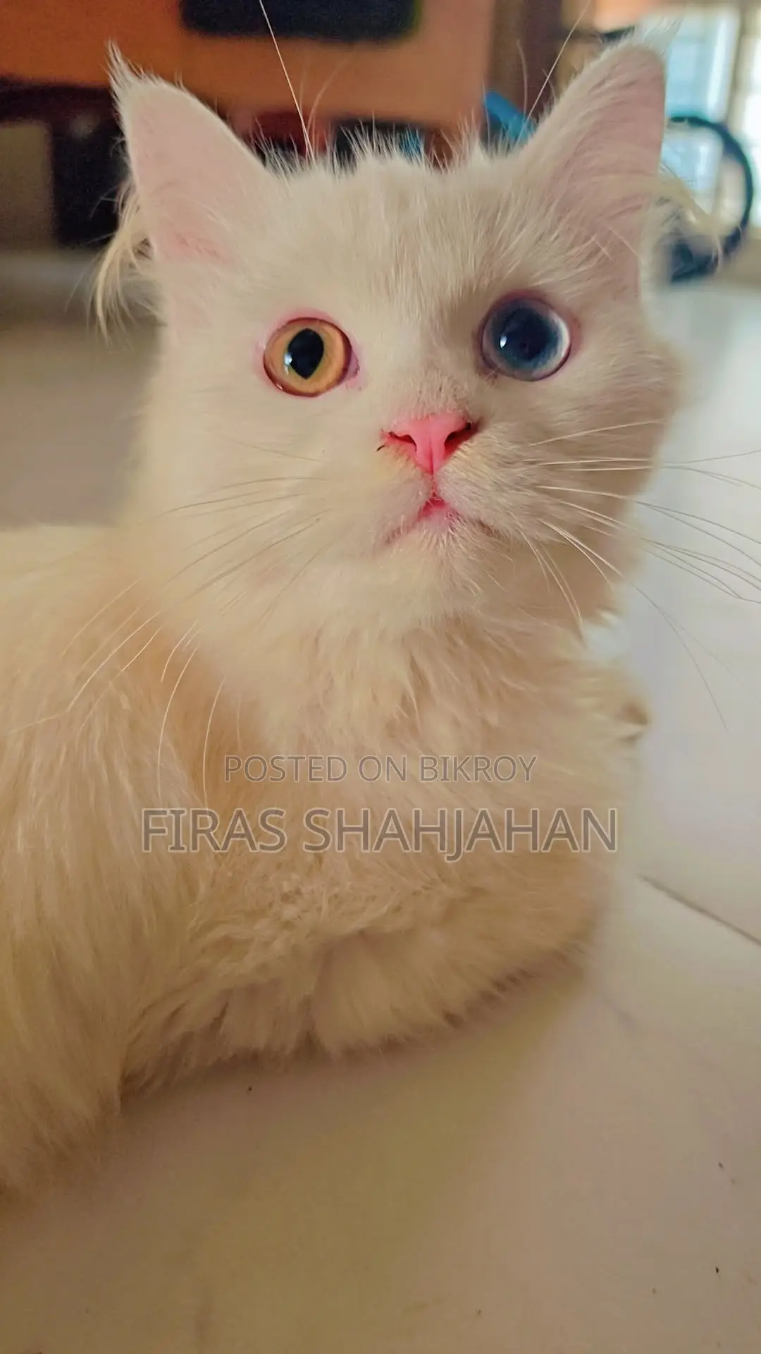 3-6 Months Female Purebred Persian