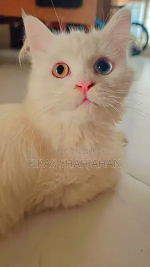 3-6 Months Female Purebred Persian