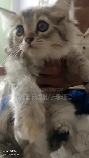 1-3 months Male Purebred Persian