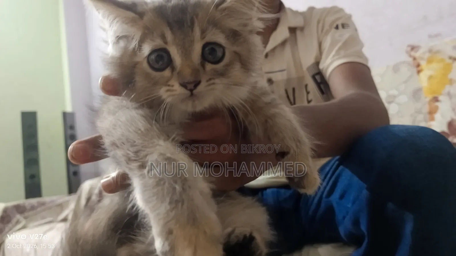 1-3 months Male Purebred Persian