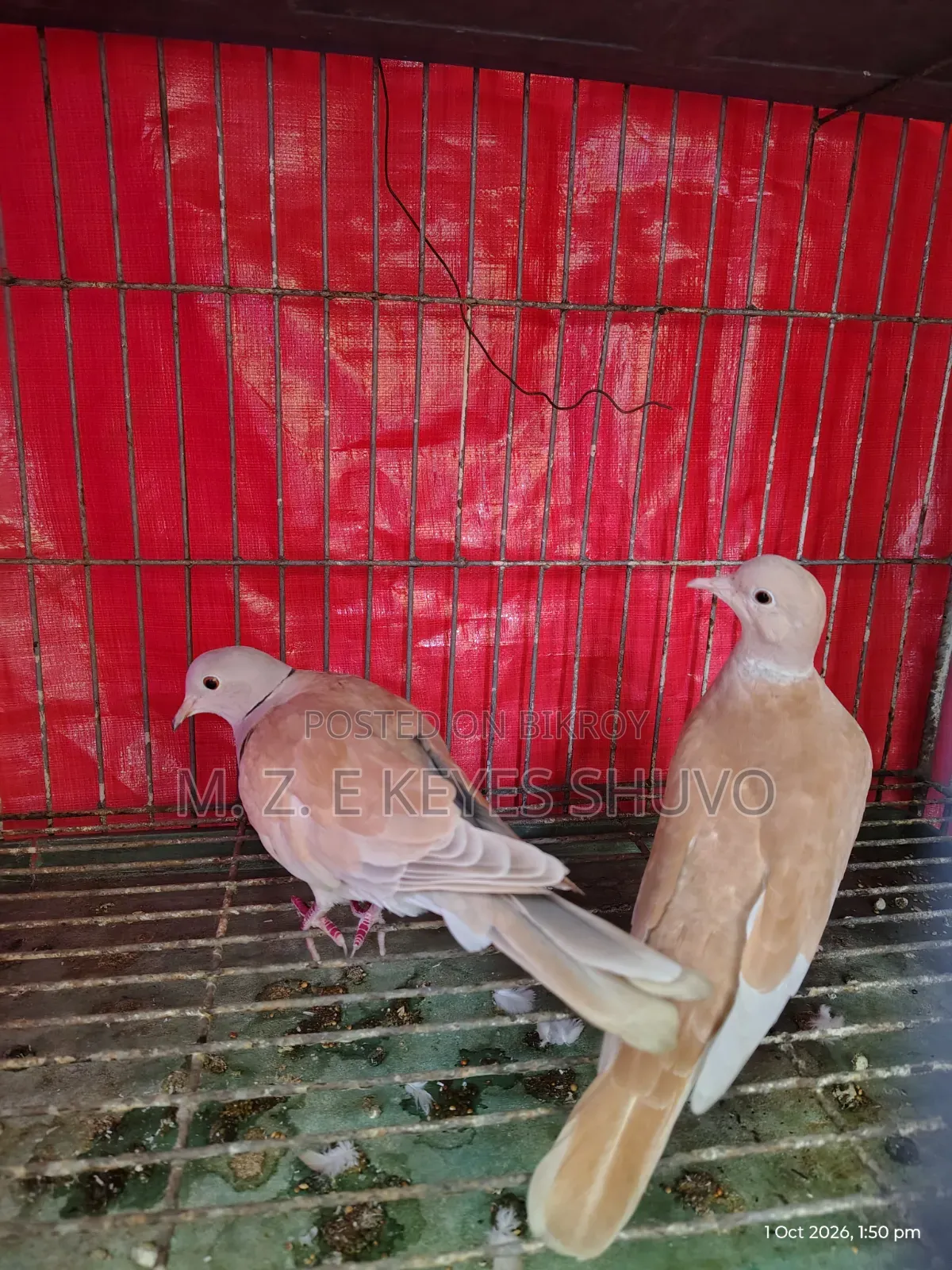 Doves 2 Pairs