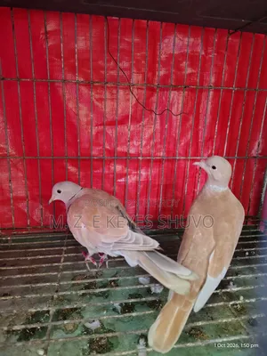 Doves 2 Pairs