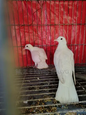 Doves 2 Pairs