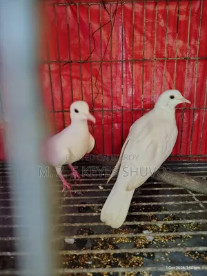 Doves 2 Pairs