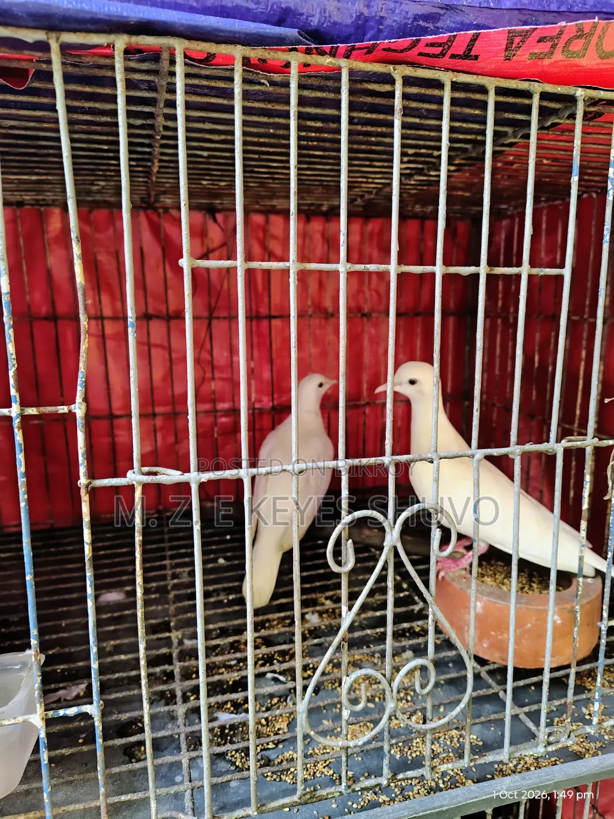 Doves 2 Pairs