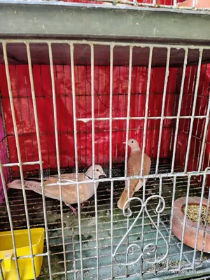 Doves 2 Pairs