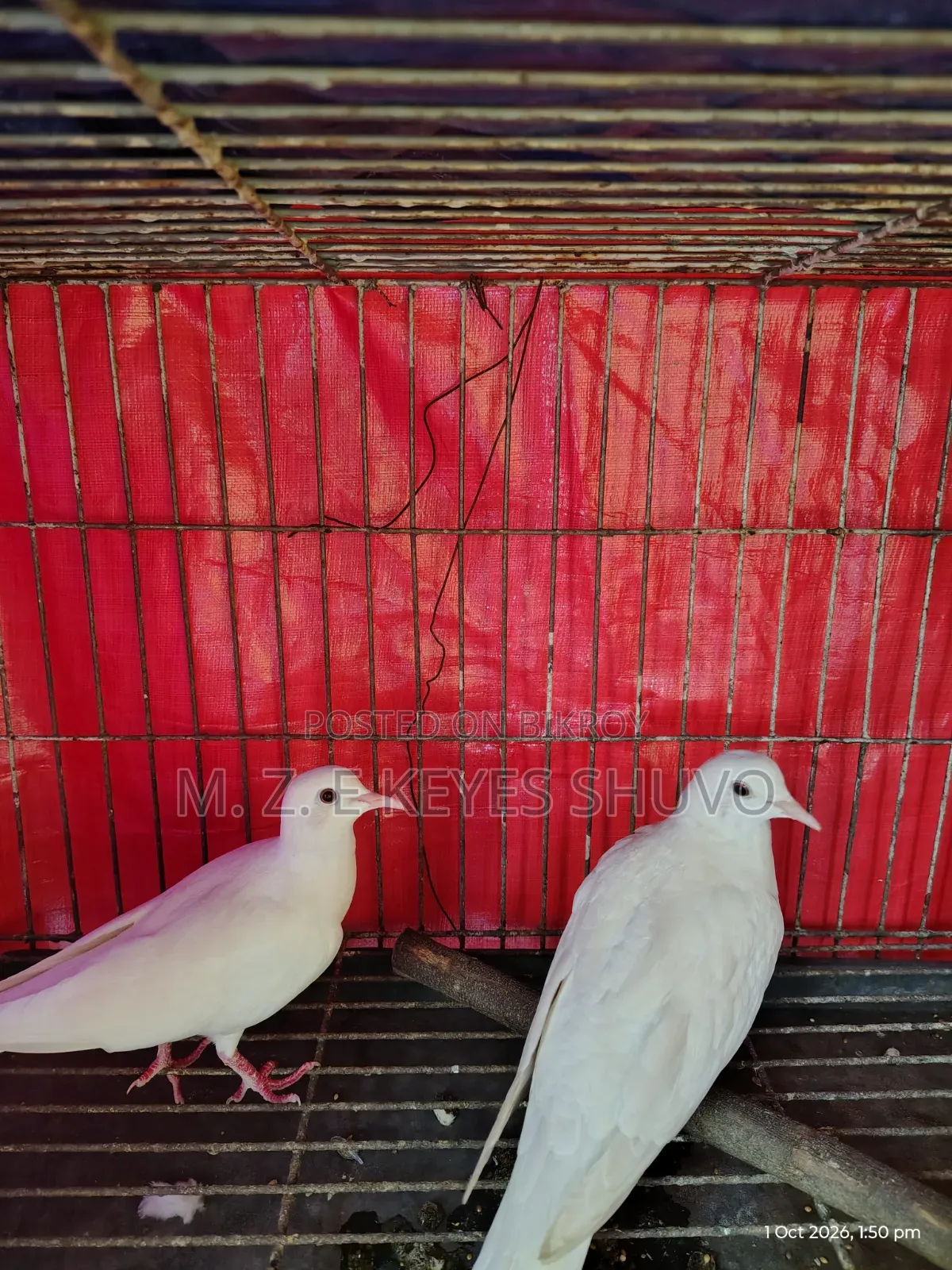 Doves 2 Pairs