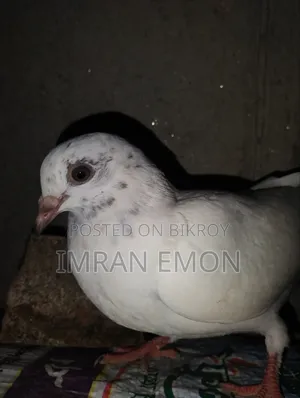 গিরিবাজ খাঁকি কবুতর