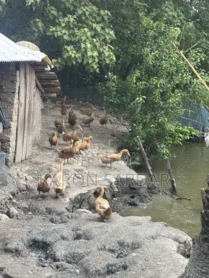 Ducks Sell