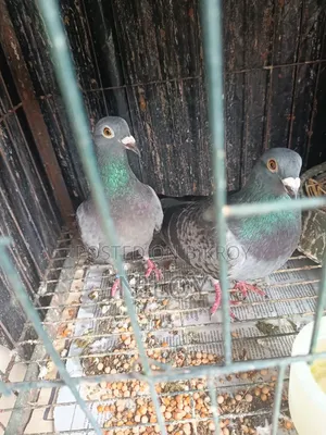মাক্সি রেসার কবুতর রানিং পেয়ার সেল হবে