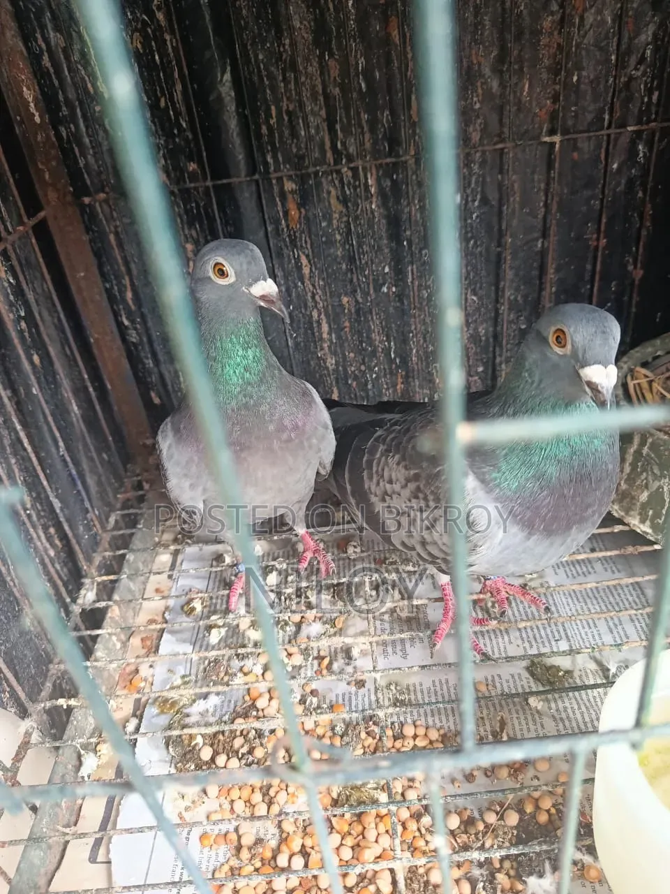 মাক্সি রেসার কবুতর রানিং পেয়ার সেল হবে