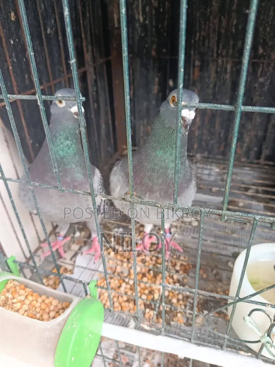 মাক্সি রেসার কবুতর রানিং পেয়ার সেল হবে