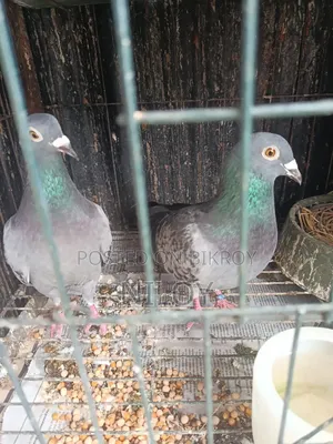 মাক্সি রেসার কবুতর রানিং পেয়ার সেল হবে