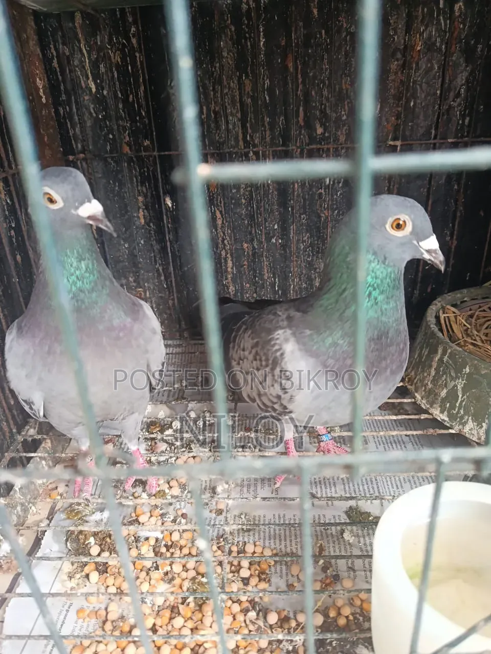 মাক্সি রেসার কবুতর রানিং পেয়ার সেল হবে