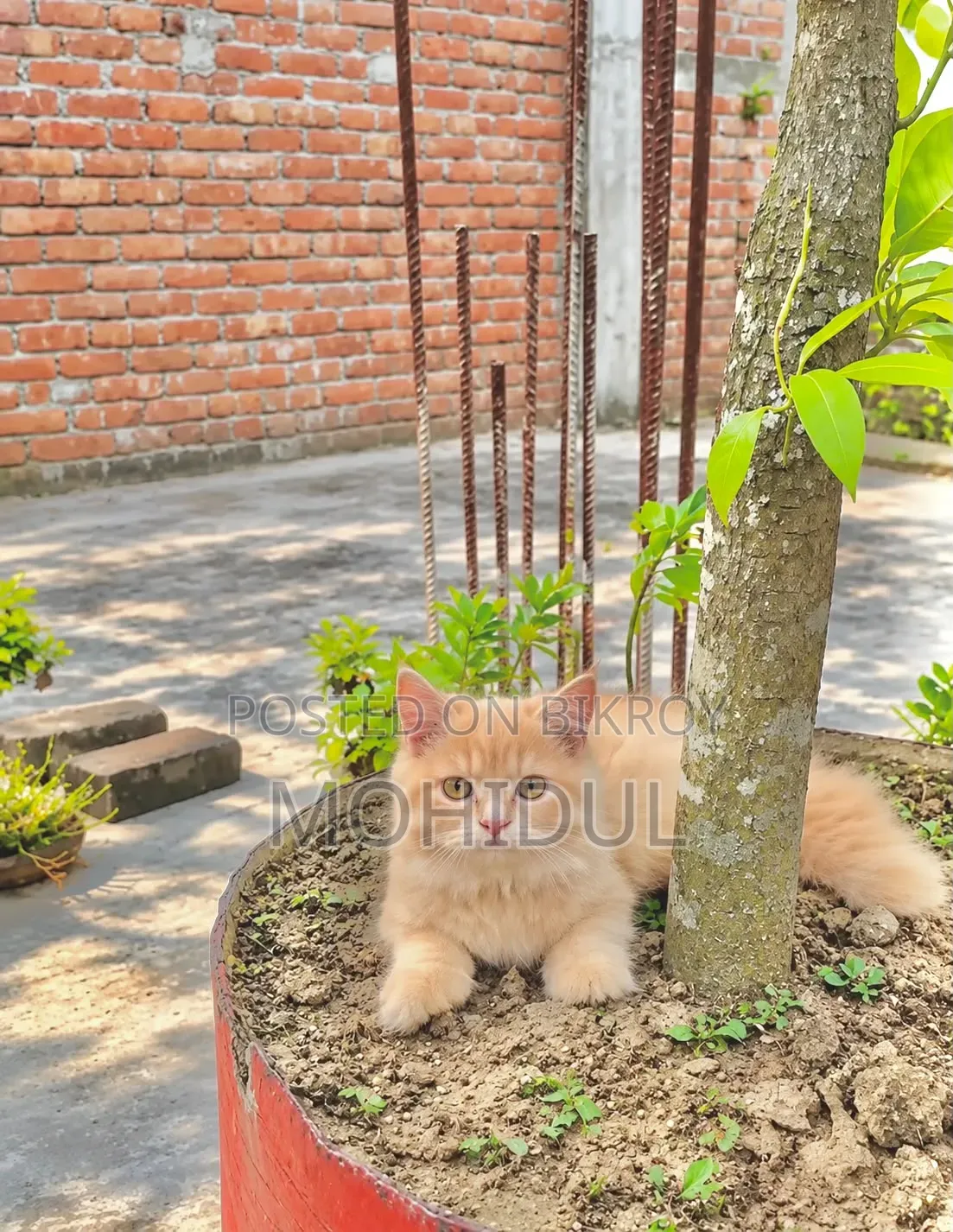 ৩-৬ মাসের ফিমেল পিওর ব্রিড পার্সিয়ান ক্যাট