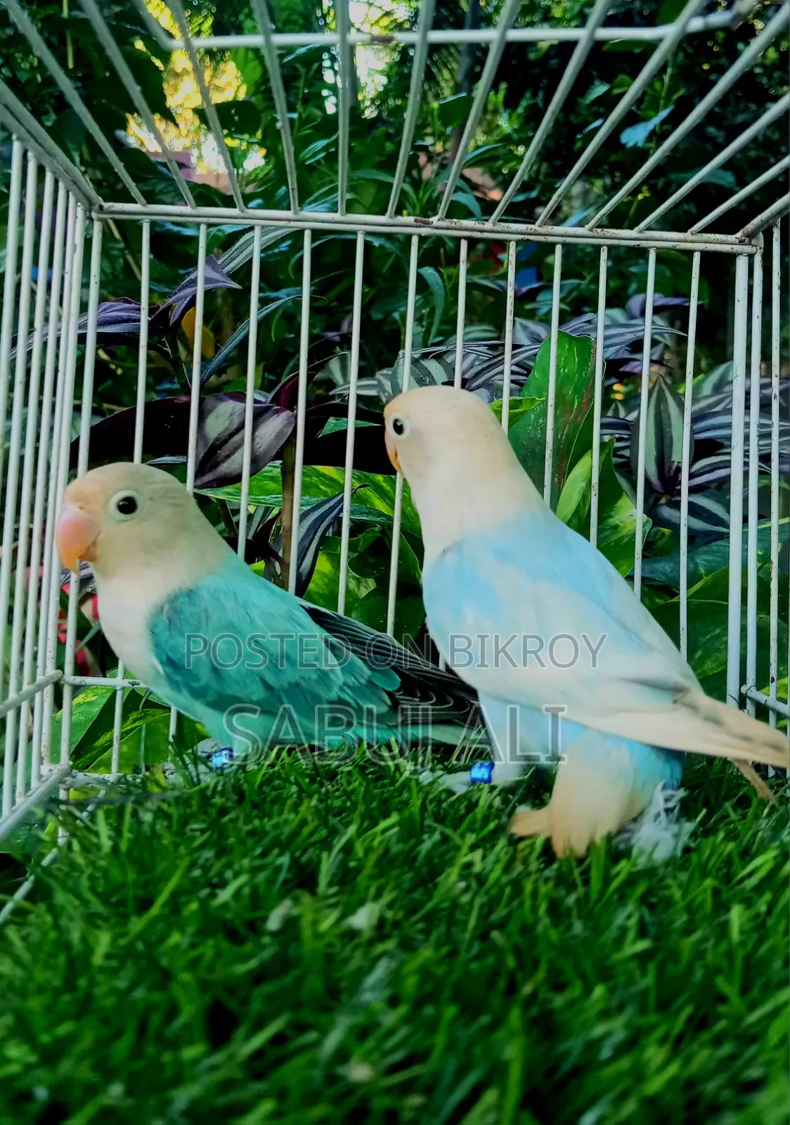 Lovebird Female