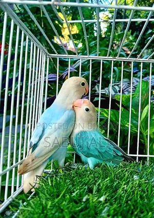 Lovebird Female