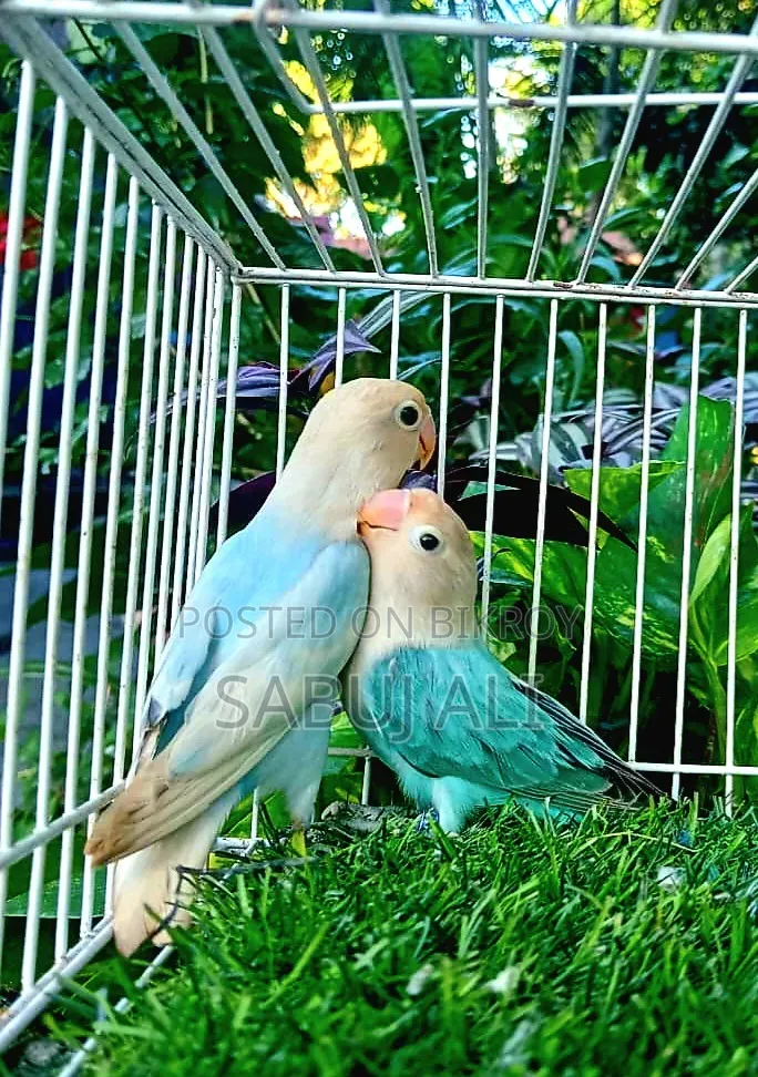 Lovebird Female