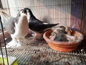 সিরাজি রানিং পেয়ার ২ বাচ্চা সহ