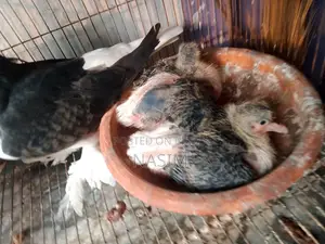 সিরাজি রানিং পেয়ার ২ বাচ্চা সহ
