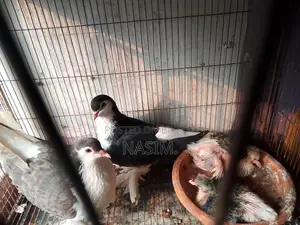 সিরাজি রানিং পেয়ার ২ বাচ্চা সহ