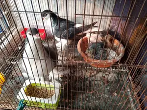 সিরাজি রানিং পেয়ার ২ বাচ্চা সহ