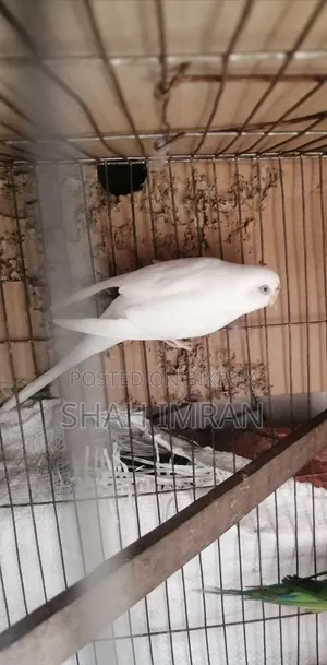 বাজি গড় পাখি