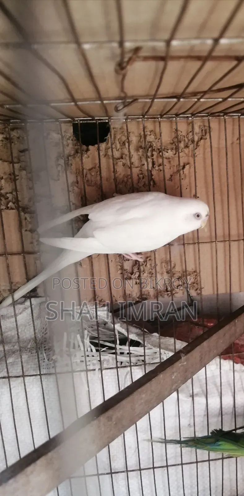 বাজি গড় পাখি