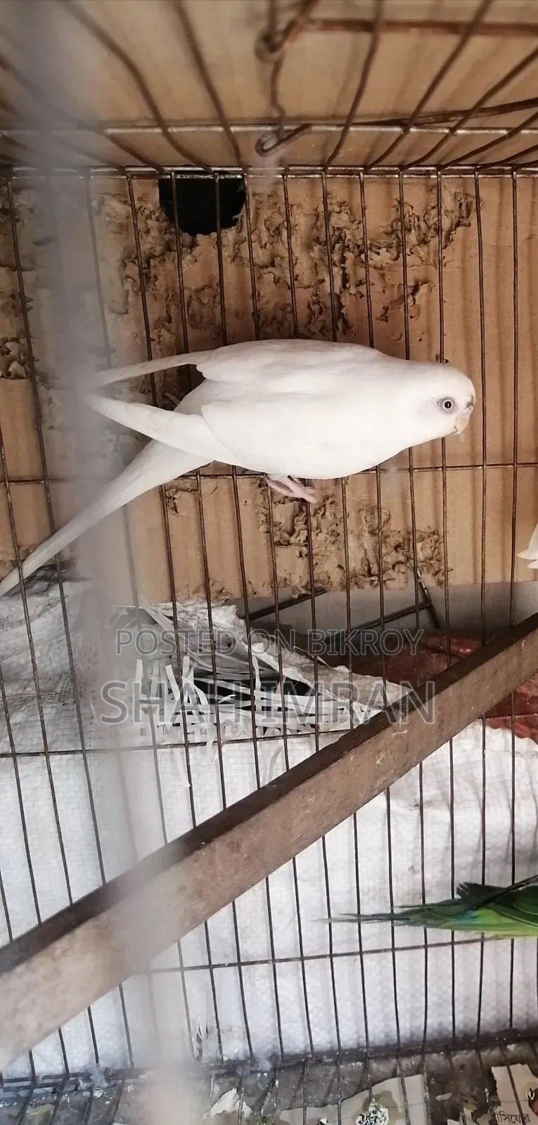 বাজি গড় পাখি