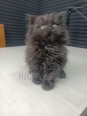 1-3 Months Male Purebred Persian