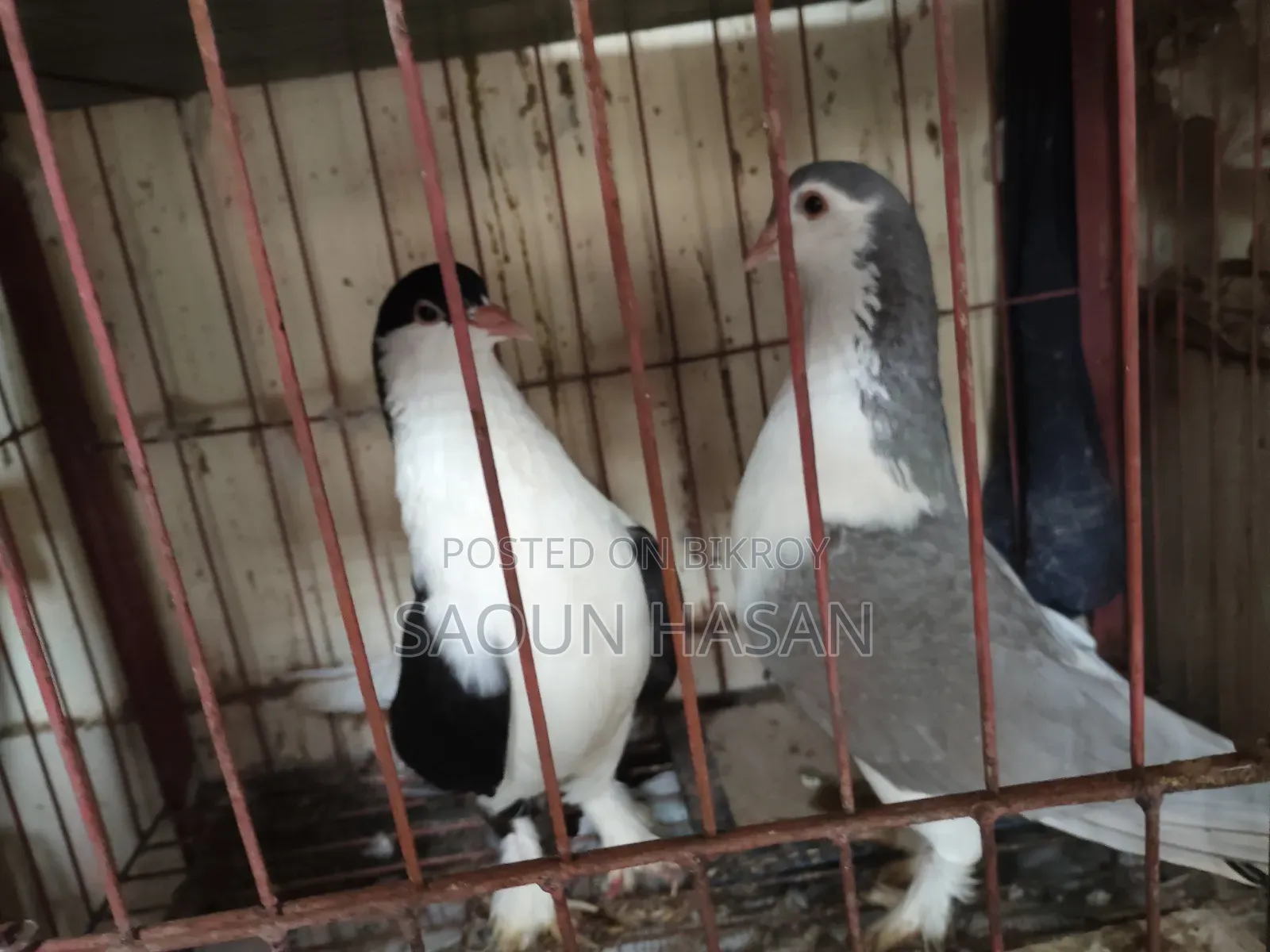 Siraji Pigeon
