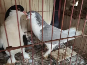 Siraji Pigeon