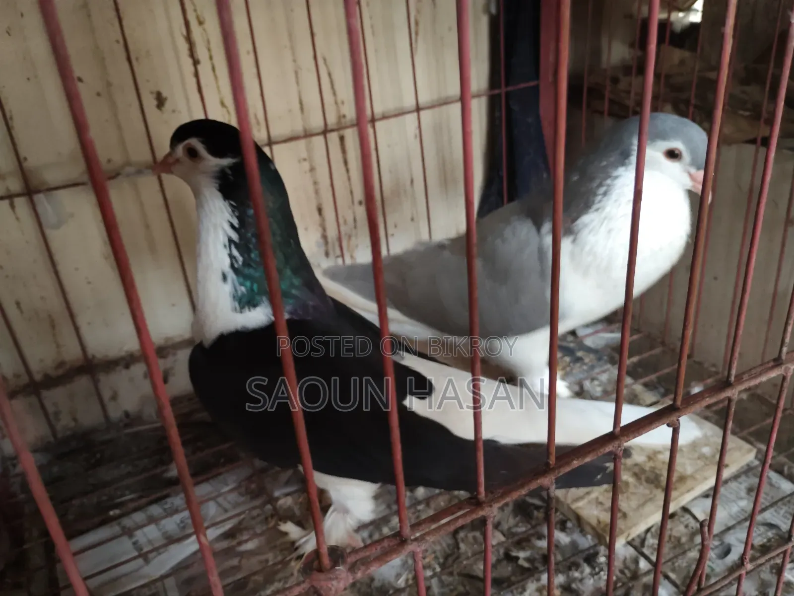 Siraji Pigeon