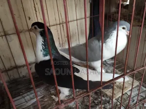 Siraji Pigeon